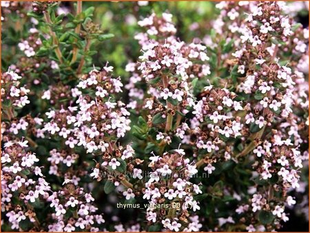 Thymus vulgaris