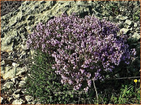 Thymus vulgaris