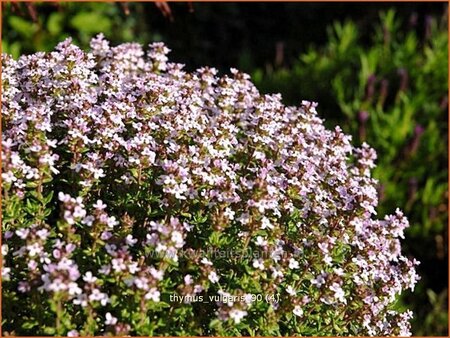 Thymus vulgaris