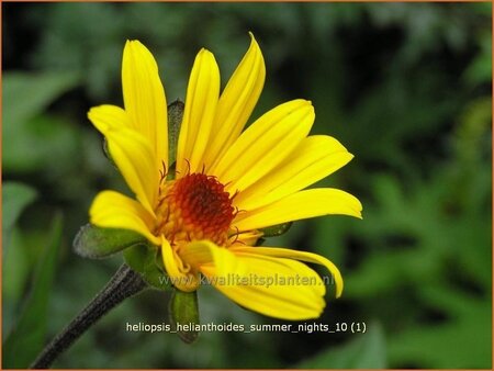 Heliopsis helianthoides 'Summer Nights'