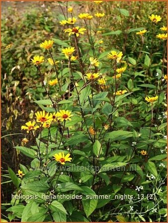 Heliopsis helianthoides &#39;Summer Nights&#39;