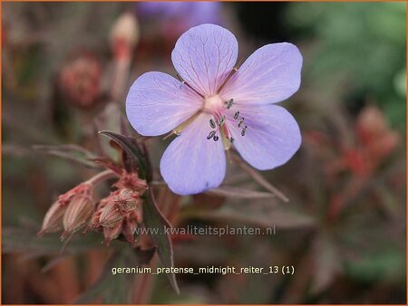 Geranium pratense 'Midnight Reiter'