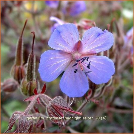 Geranium pratense 'Midnight Reiter'