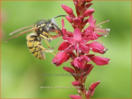 Persicaria amplexicaulis 'Lisan'