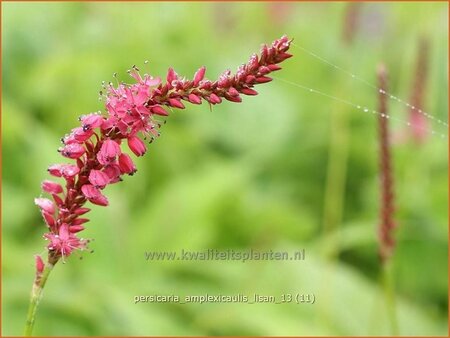 Persicaria amplexicaulis &#39;Lisan&#39;