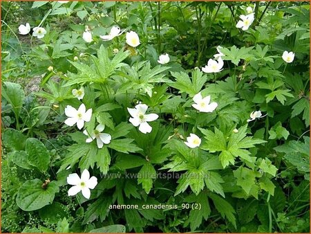 Anemone canadensis