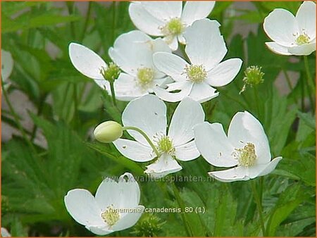 Anemone canadensis