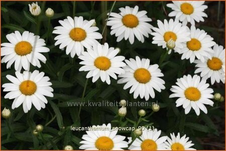 Leucanthemum 'Snowcap'