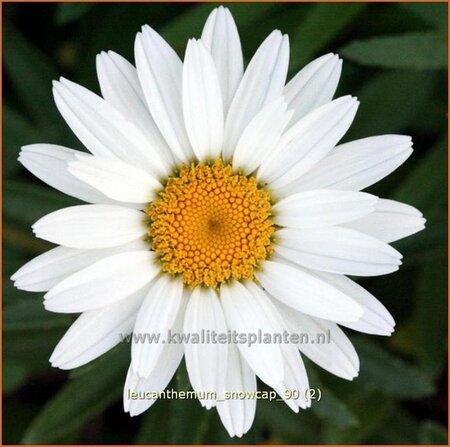 Leucanthemum 'Snowcap'