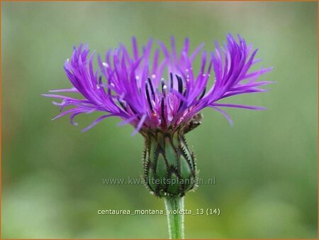 Centaurea montana 'Violetta'