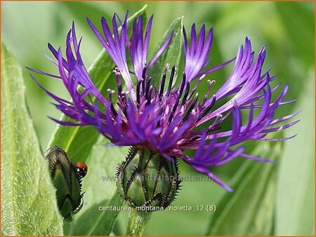 Centaurea montana 'Violetta'