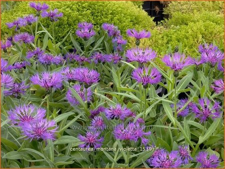 Centaurea montana 'Violetta'