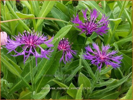 Centaurea montana 'Violetta'