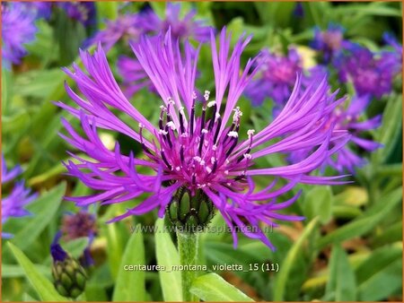 Centaurea montana 'Violetta'