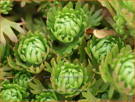 Saxifraga cespitosa &#39;Findling&#39;