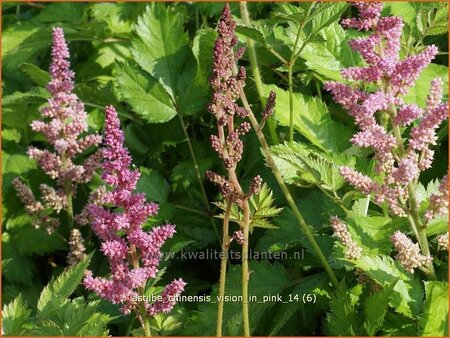Astilbe chinensis &#39;Vision in Pink&#39;