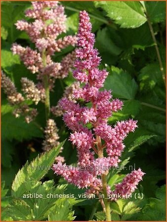 Astilbe chinensis &#39;Vision in Pink&#39;