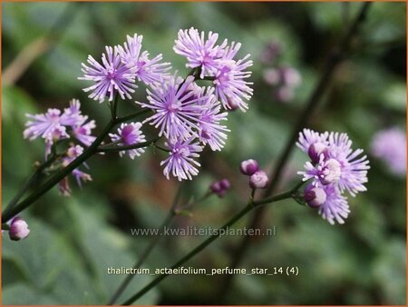 Thalictrum actaeifolium 'Perfume Star'