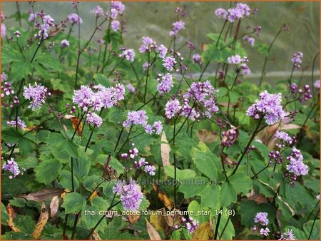 Thalictrum actaeifolium 'Perfume Star'