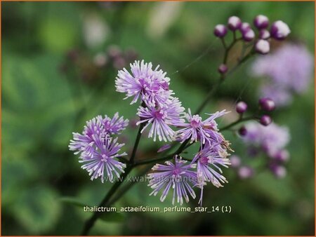 Thalictrum actaeifolium 'Perfume Star'