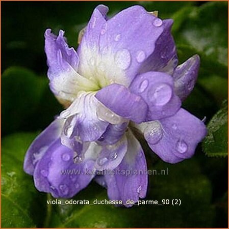 Viola odorata 'Duchesse de Parme'