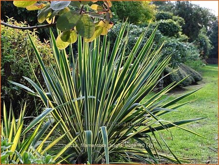 Yucca filamentosa &#39;Bright Edge&#39;