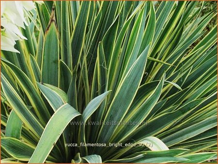 Yucca filamentosa &#39;Bright Edge&#39;