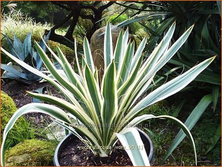 Yucca flaccida 'Ivory'