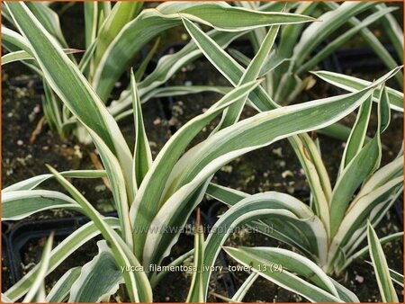 Yucca flaccida 'Ivory'