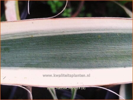 Yucca flaccida 'Ivory'