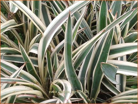 Yucca flaccida 'Ivory'