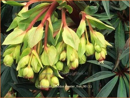 Helleborus foetidus 'Wester Flisk'