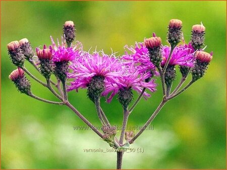 Vernonia baldwinii
