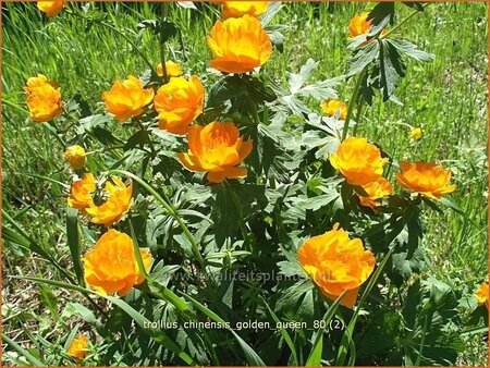 Trollius chinensis &#39;Golden Queen&#39;