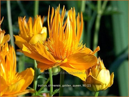 Trollius chinensis &#39;Golden Queen&#39;