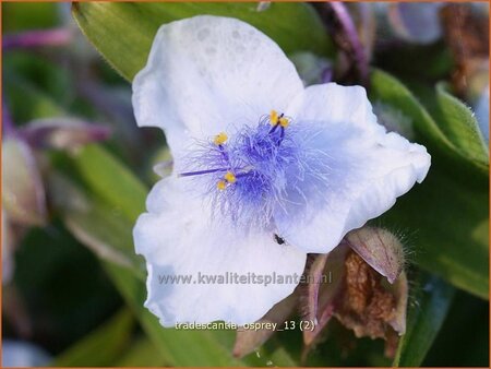 Tradescantia &#39;Osprey&#39;