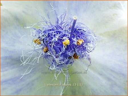 Tradescantia 'Osprey'