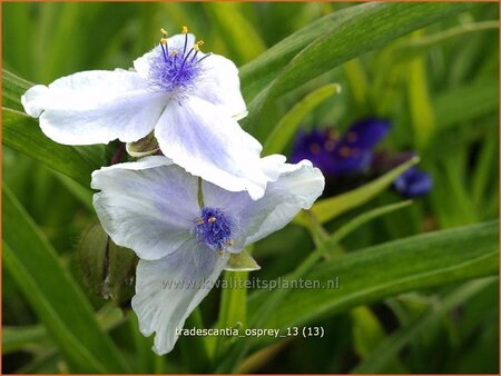 Tradescantia 'Osprey'