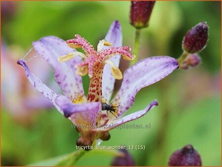 Tricyrtis 'Blue Wonder'