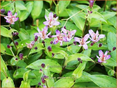 Tricyrtis &#39;Blue Wonder&#39;