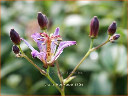 Tricyrtis &#39;Blue Wonder&#39;