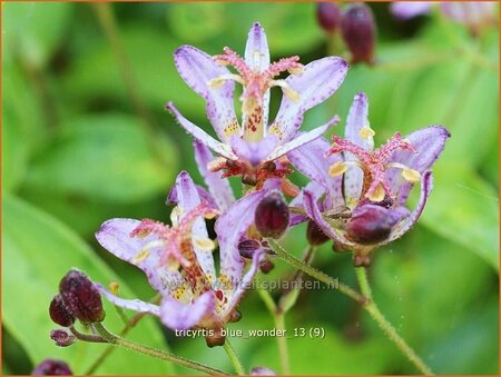 Tricyrtis &#39;Blue Wonder&#39;