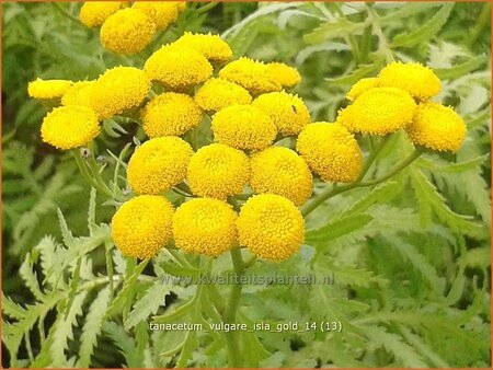 Tanacetum vulgare &#39;Isla Gold&#39;