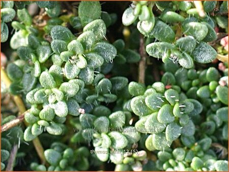 Thymus &#39;Elfin&#39;