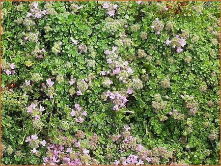 Thymus &#39;Elfin&#39;