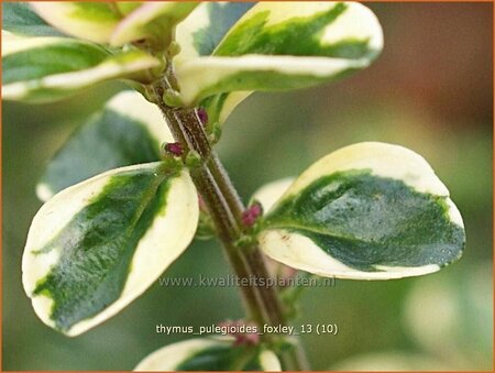 Thymus pulegioides &#39;Foxley&#39;