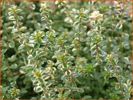 Thymus pulegioides &#39;Foxley&#39;