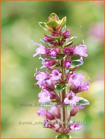 Thymus pulegioides &#39;Foxley&#39;