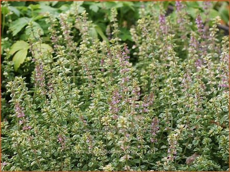 Thymus pulegioides &#39;Foxley&#39;