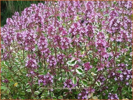 Thymus pulegioides &#39;Foxley&#39;